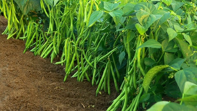 Legumes Image