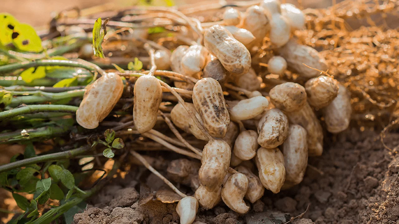 Legumes Image