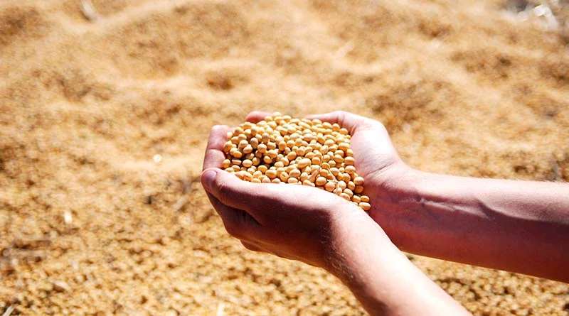 Legumes Image