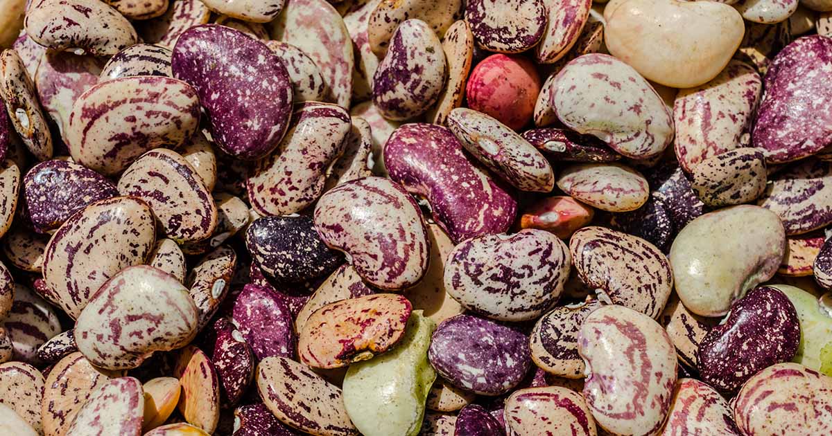 Beans (lima, common)