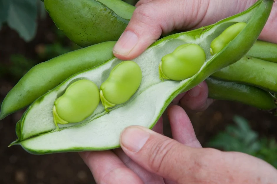 Broad beans